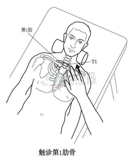 无触诊，不治疗——详解颈椎和胸椎整体结构感触技巧及要点（续篇）