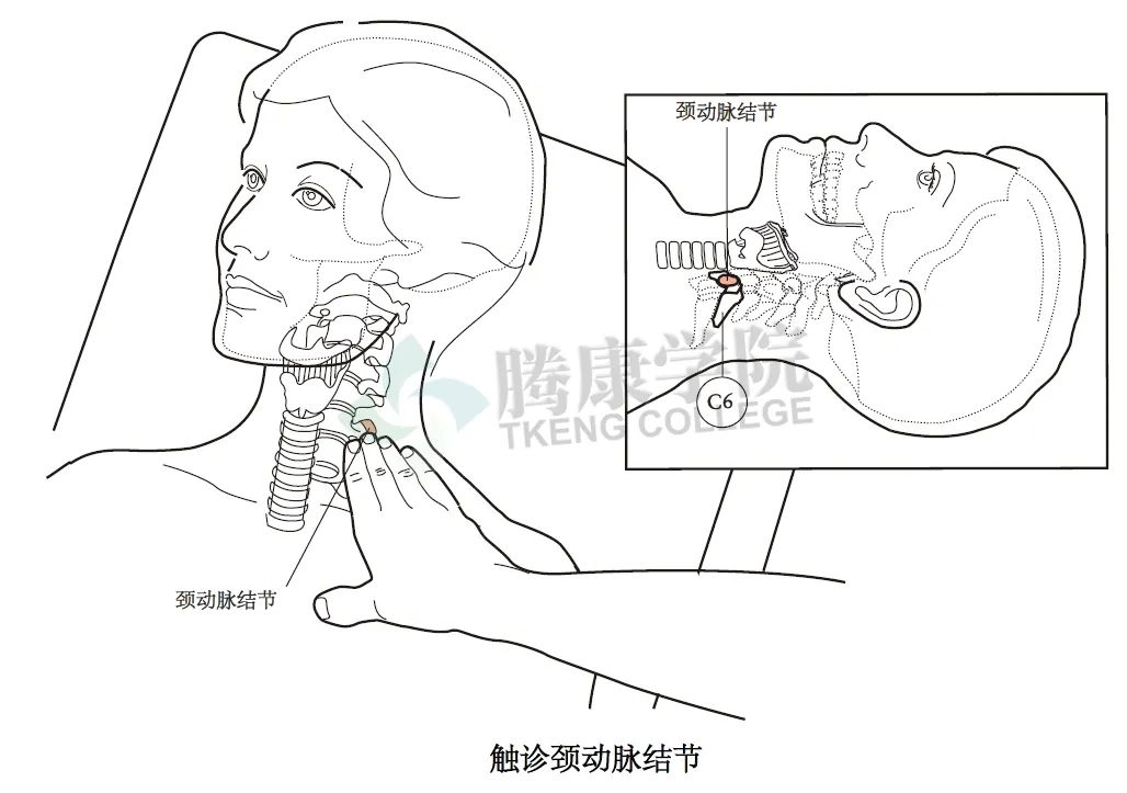 颈动脉结节位于第6颈椎横突前侧