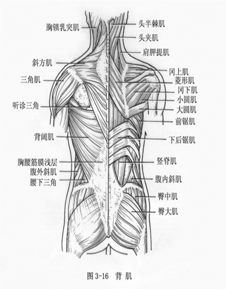 人体结构示意图 腰部图片