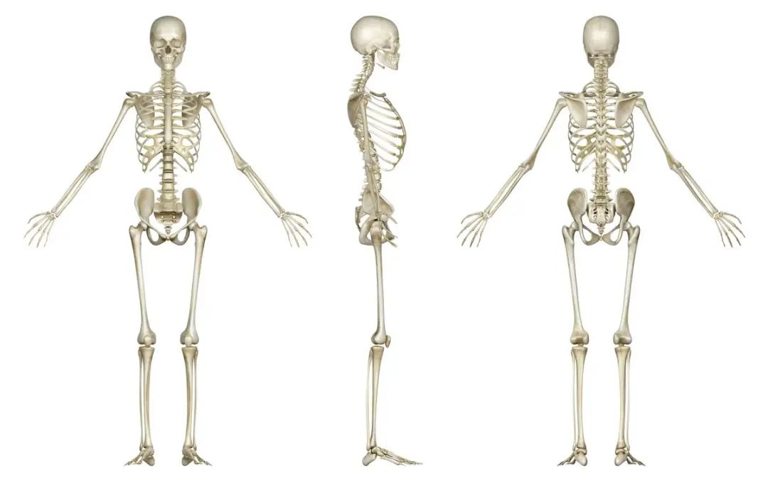 30张上肢骨和下肢骨高清解剖图，速收藏！