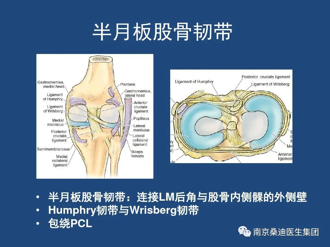 膝关节解剖详细图解