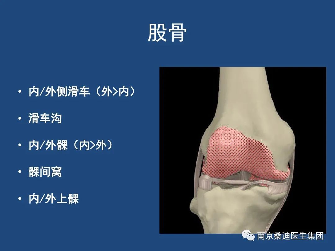 膝关节解剖详细图解