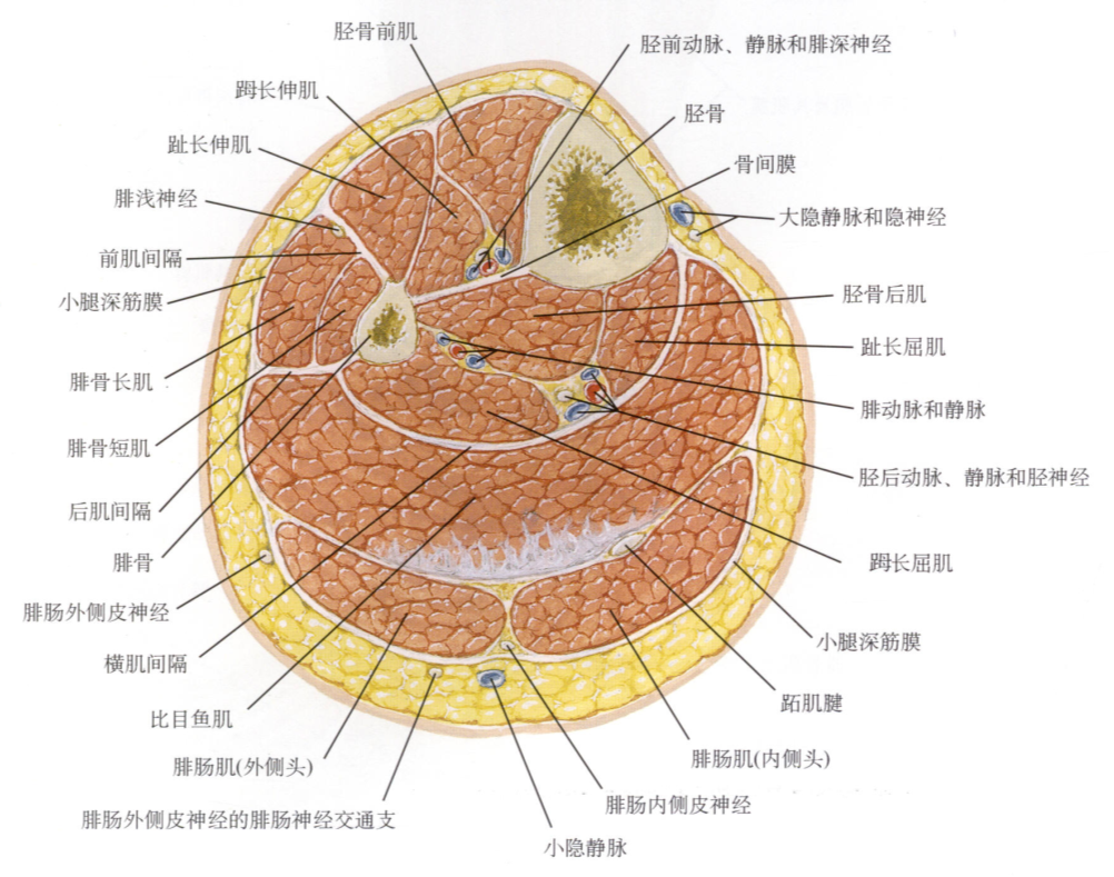 骨筋膜室解剖图片