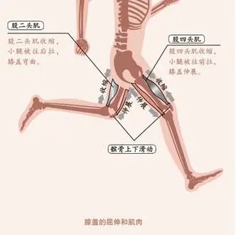 膝骨关节炎的“金字塔”三级疗法,每个都很重要!