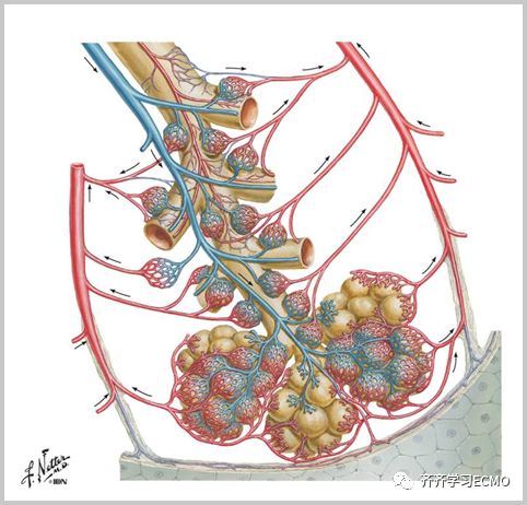 体外肺膜氧合系统(ECMO)最全攻略