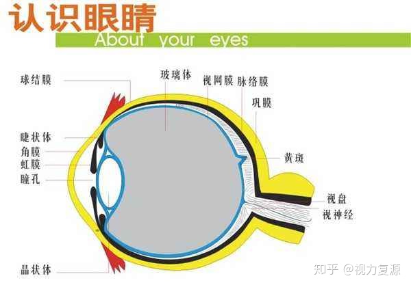 你知道眼部常见是哪十大疾病吗？