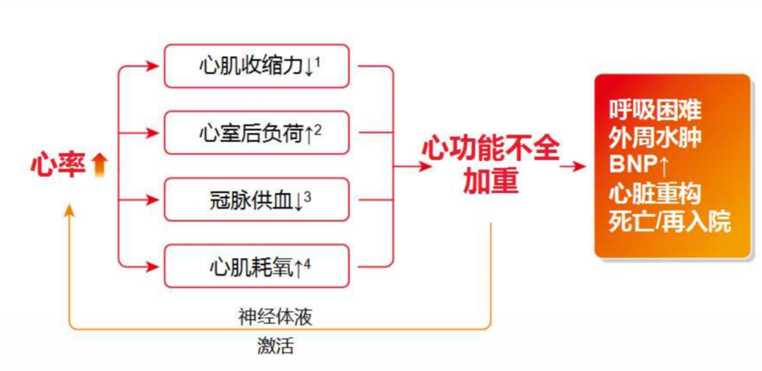 一文读懂心衰易损期