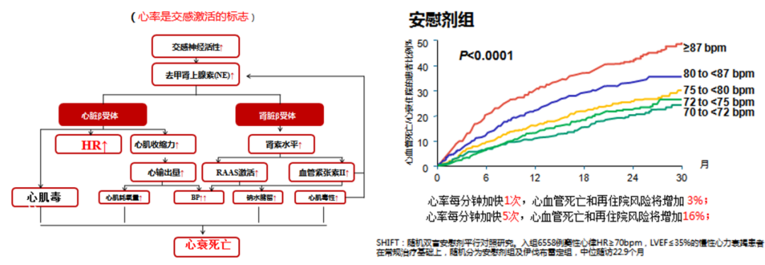 一文读懂心衰易损期