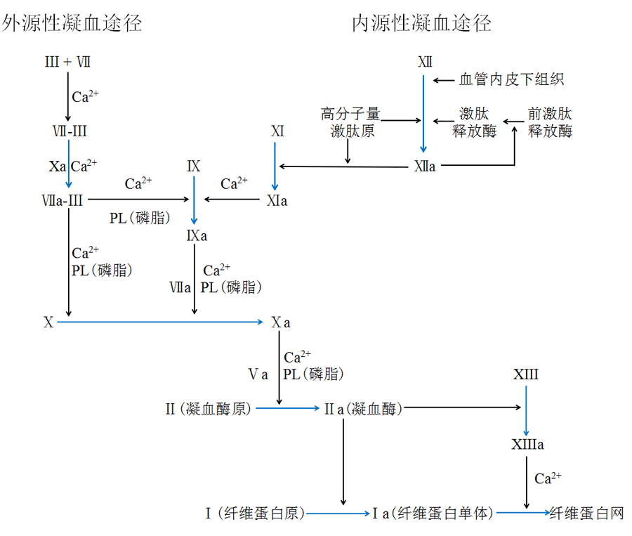 认识凝血因子III--组织因子