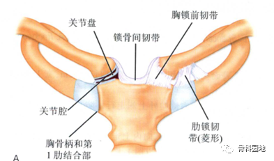 一文了解胸锁关节脱位固定技术