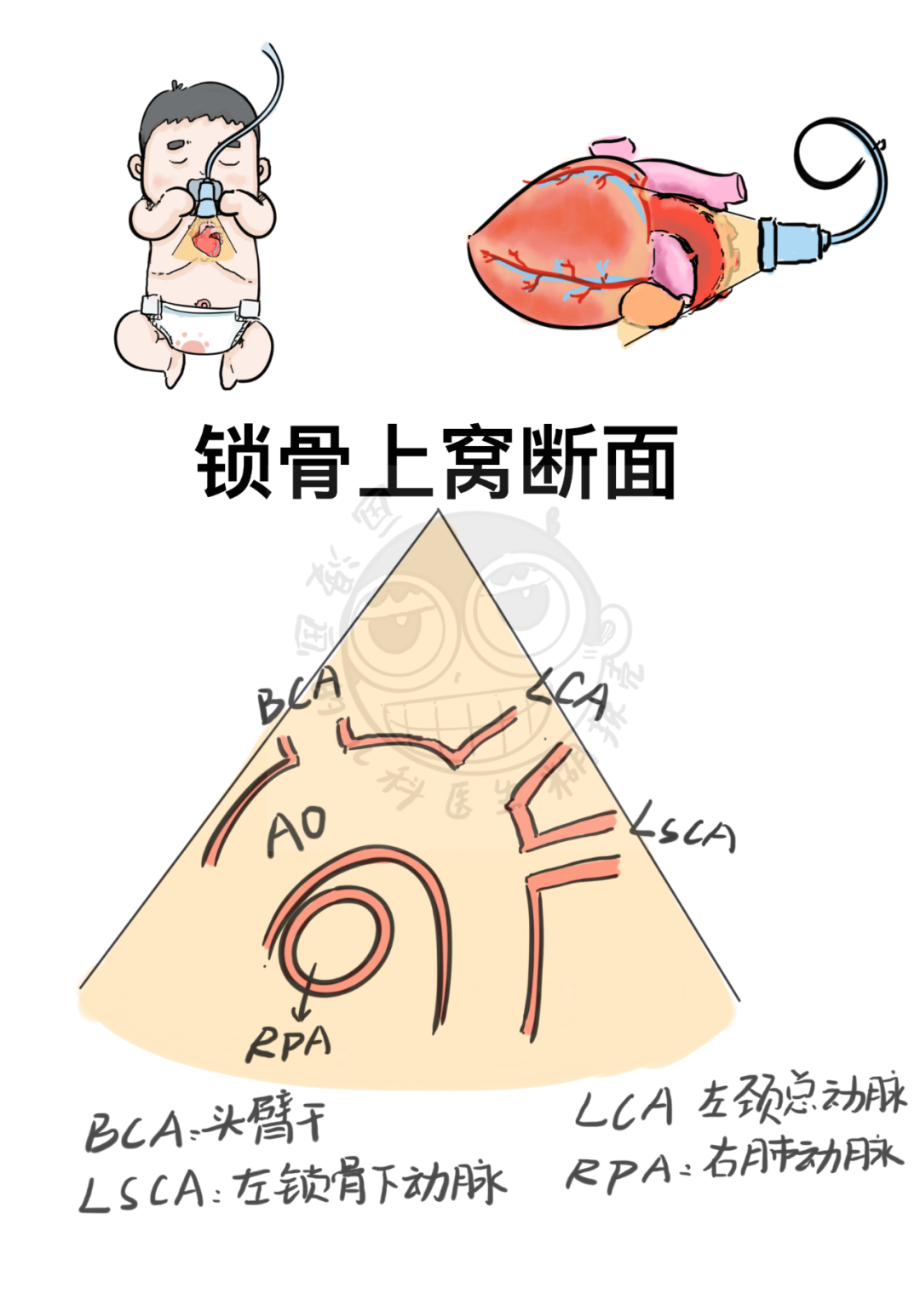 这该死的艺术细菌——心脏超声断层解剖临摹