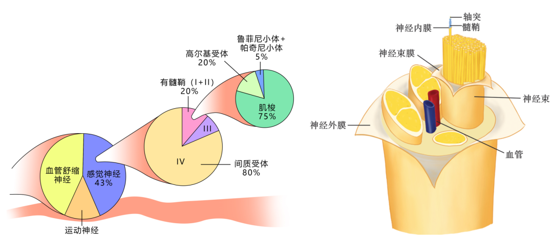 腕管综合征相关的解剖、病因、诊断和治疗