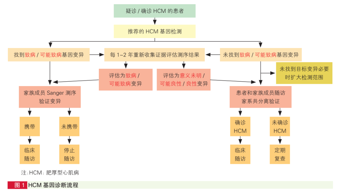 定义更新！2023版中国成人肥厚型心肌病指南发布