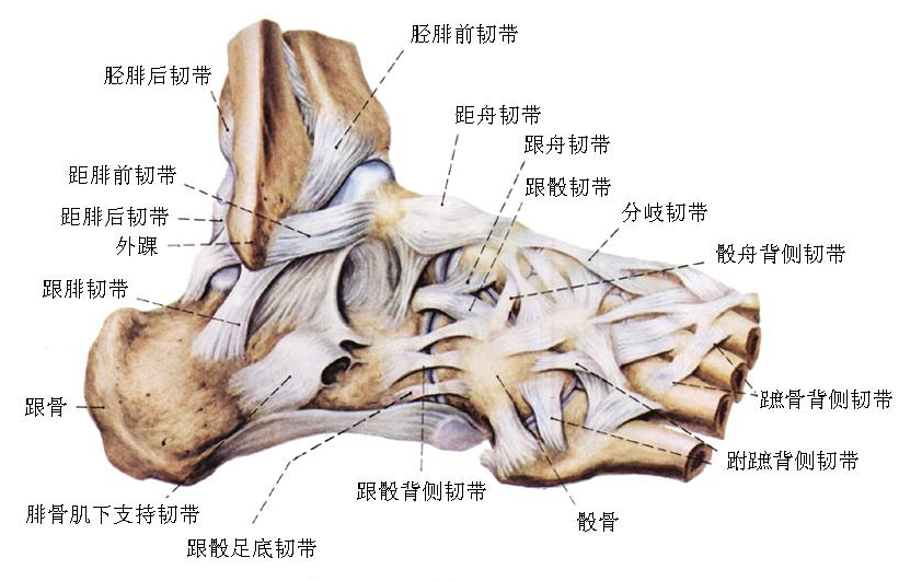 【功能评估】踝关节和跖腱膜的功能解剖