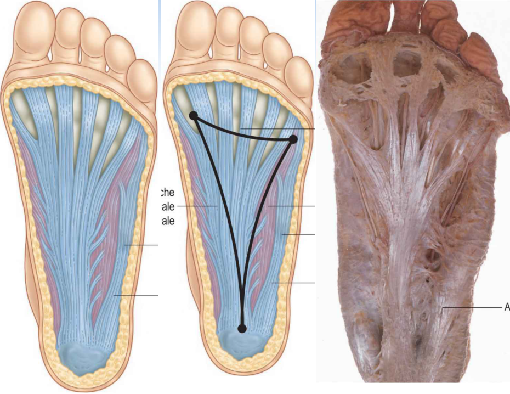 【功能评估】踝关节和跖腱膜的功能解剖