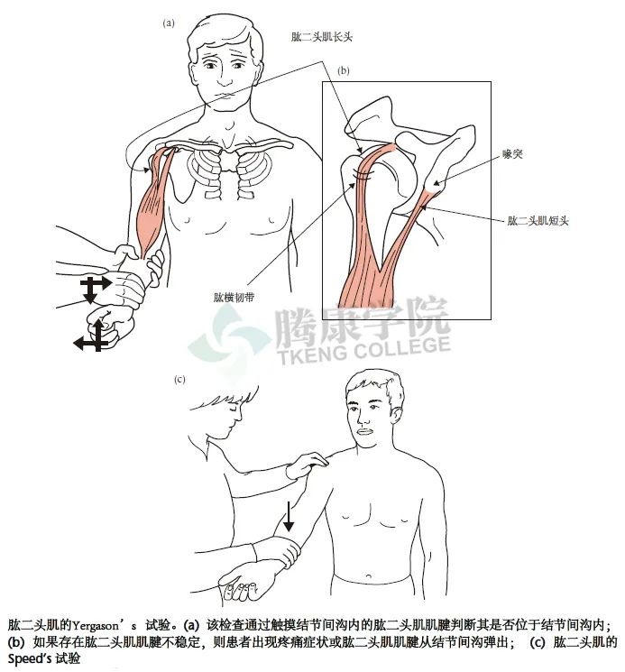 【汇总】肩关节的多项特殊检查