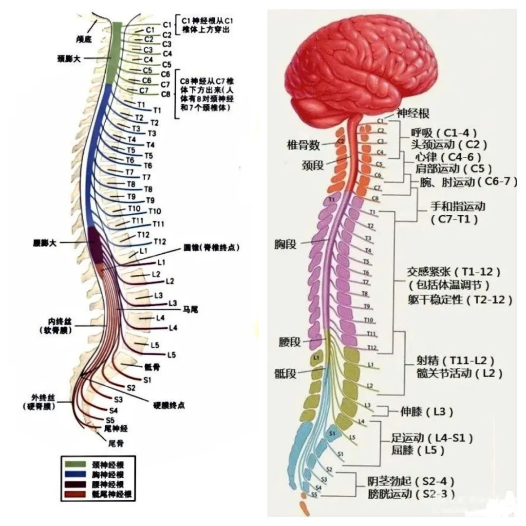 脊柱疾病最严重的并发症——脊髓损伤