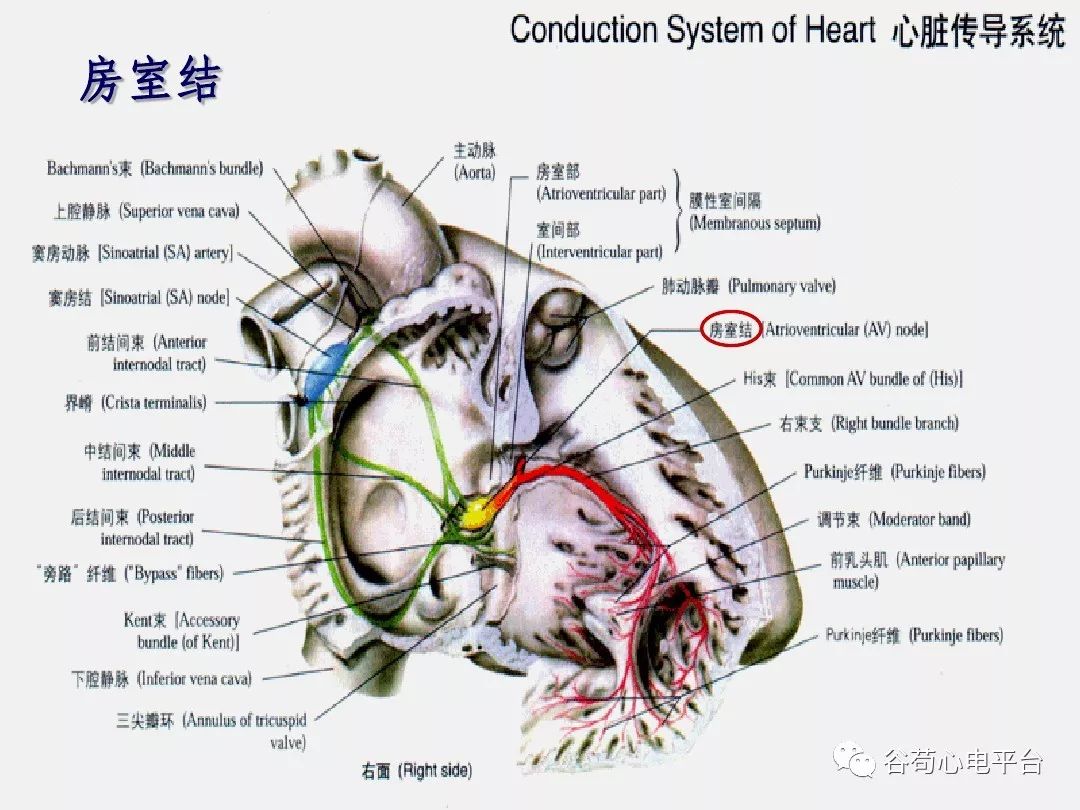 精美图文！心脏的解剖结构及传导系统