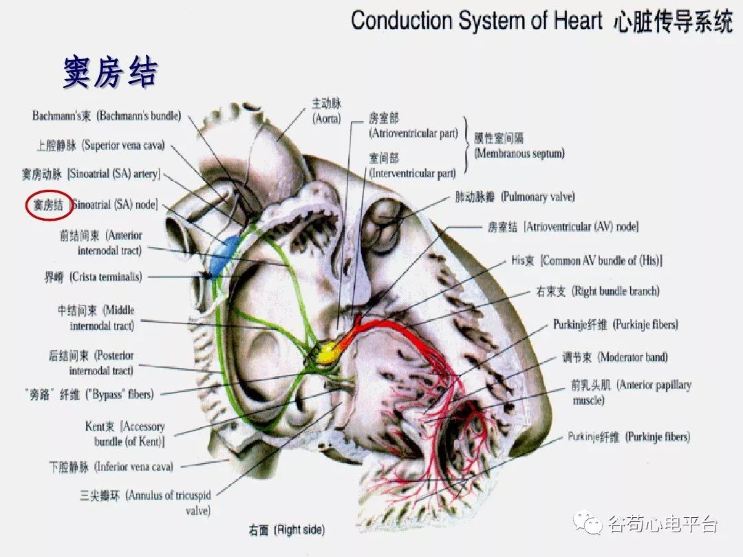 精美图文！心脏的解剖结构及传导系统