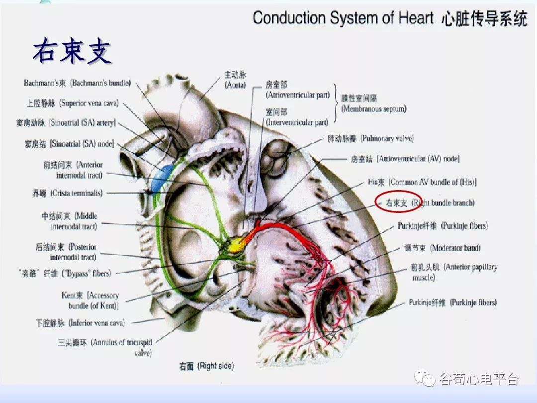 精美图文！心脏的解剖结构及传导系统