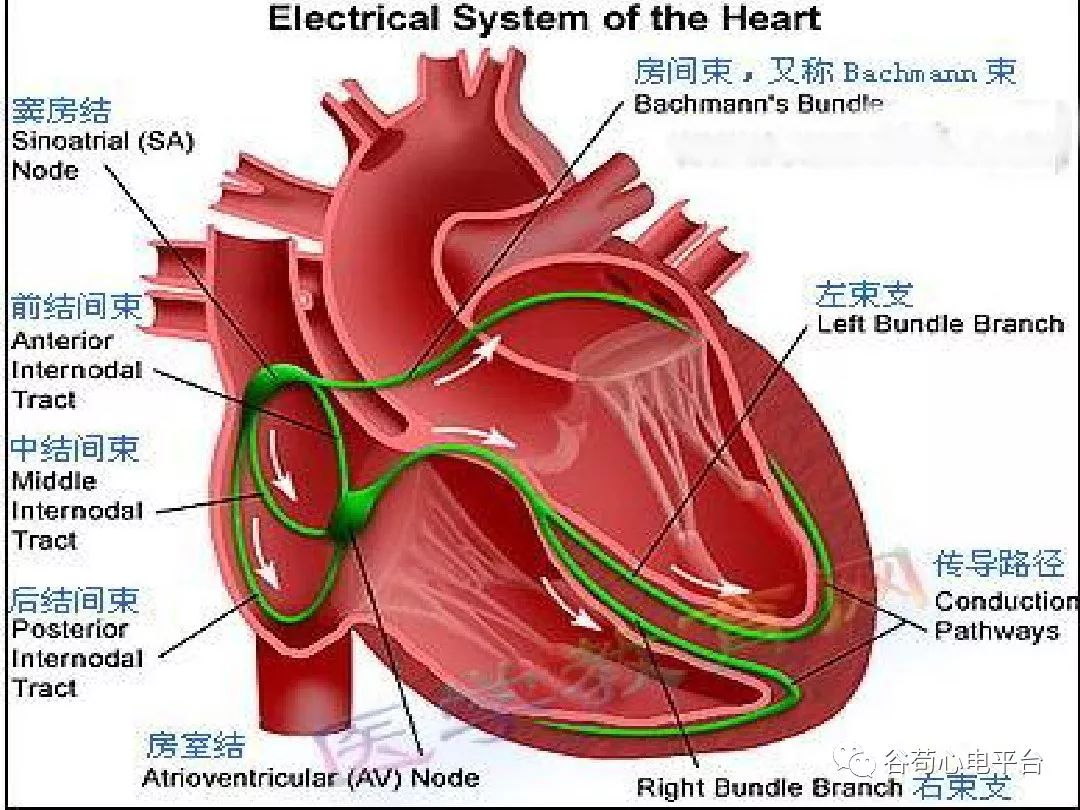 精美图文！心脏的解剖结构及传导系统