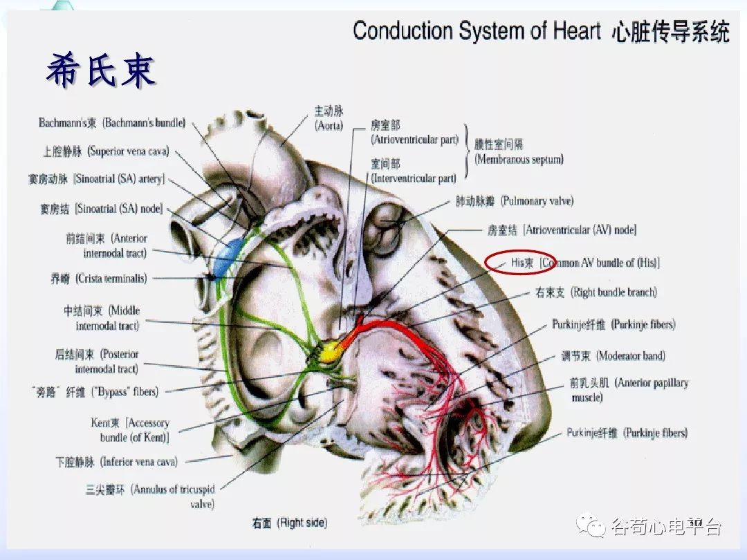 精美图文！心脏的解剖结构及传导系统