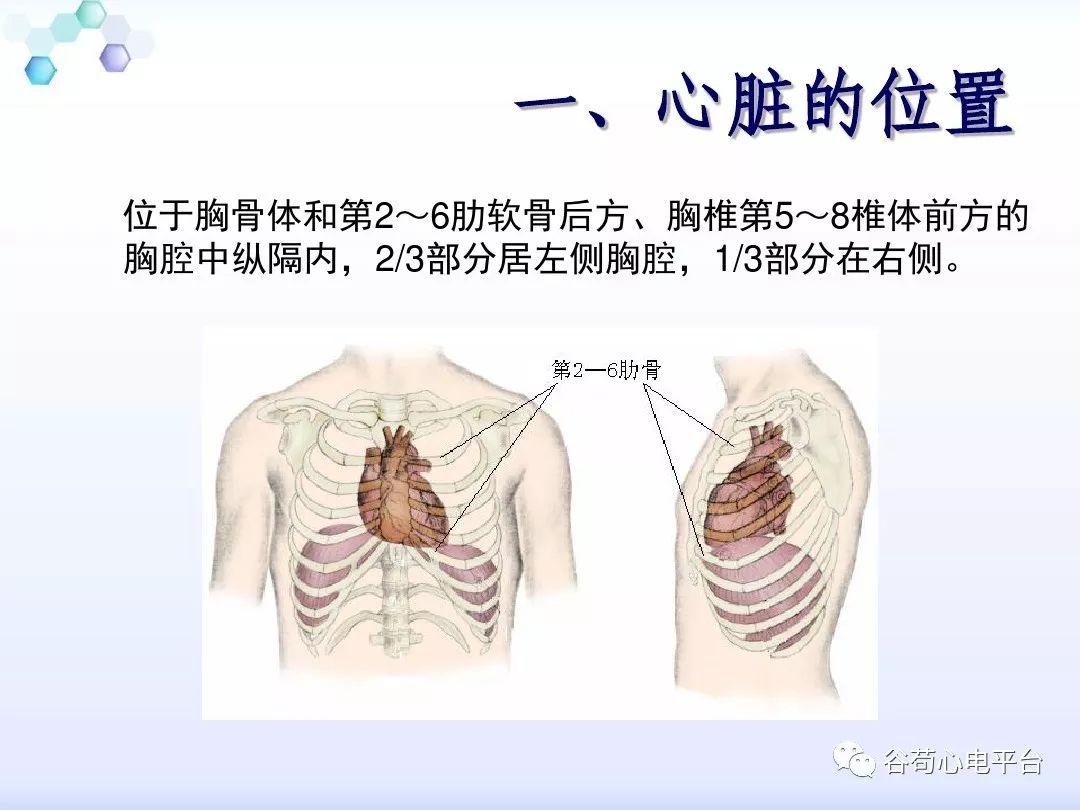 精美图文！心脏的解剖结构及传导系统