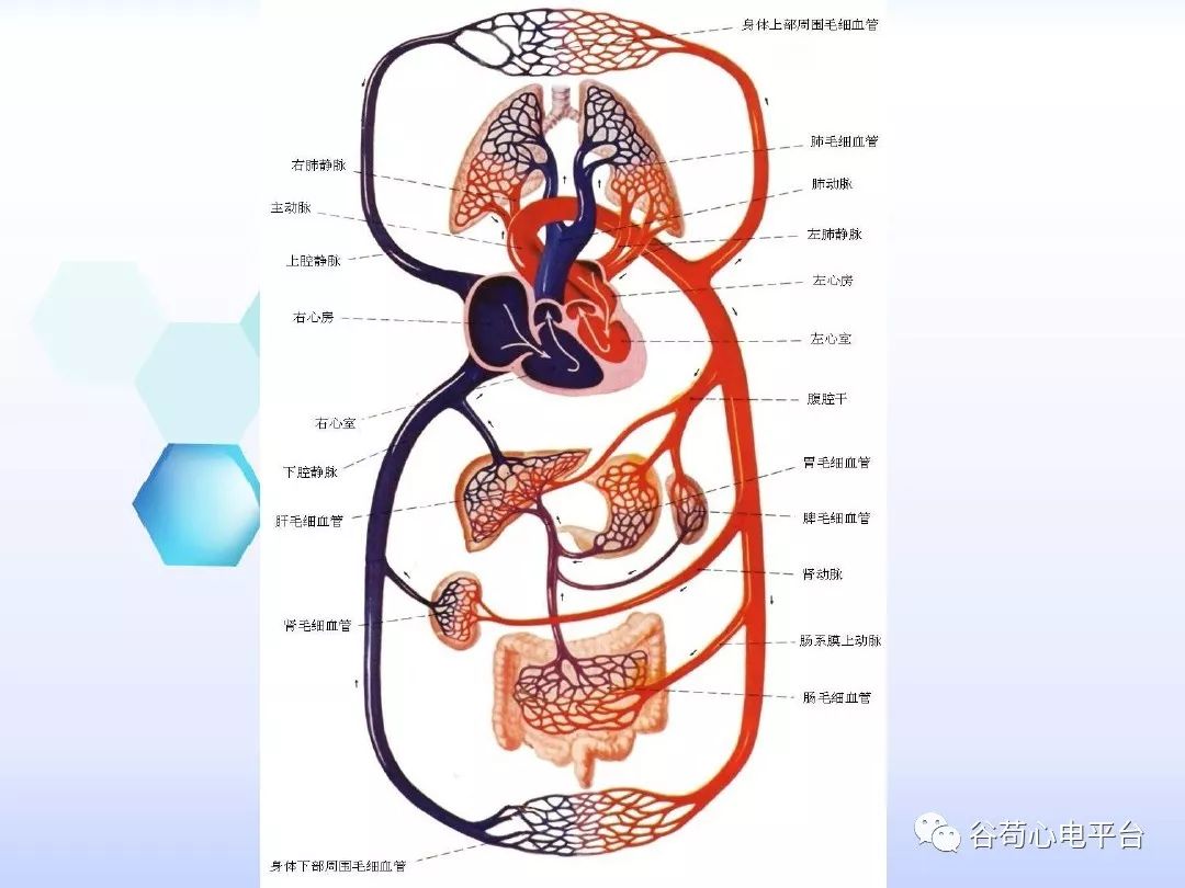 精美图文！心脏的解剖结构及传导系统