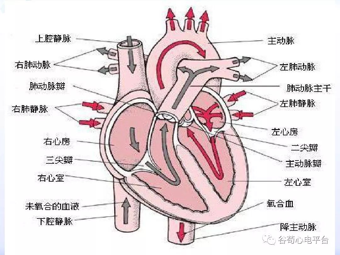 精美图文！心脏的解剖结构及传导系统