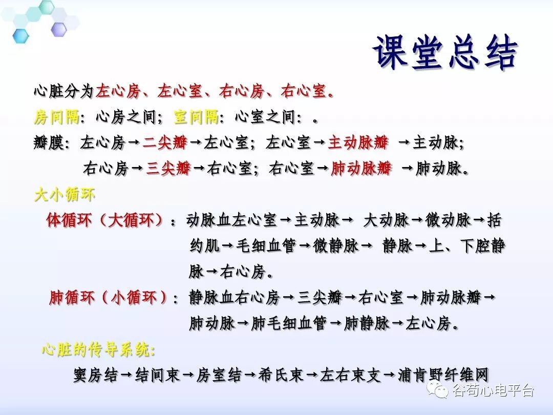 精美图文！心脏的解剖结构及传导系统