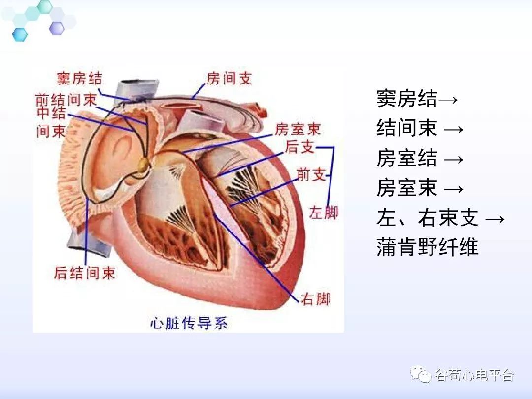 精美图文！心脏的解剖结构及传导系统