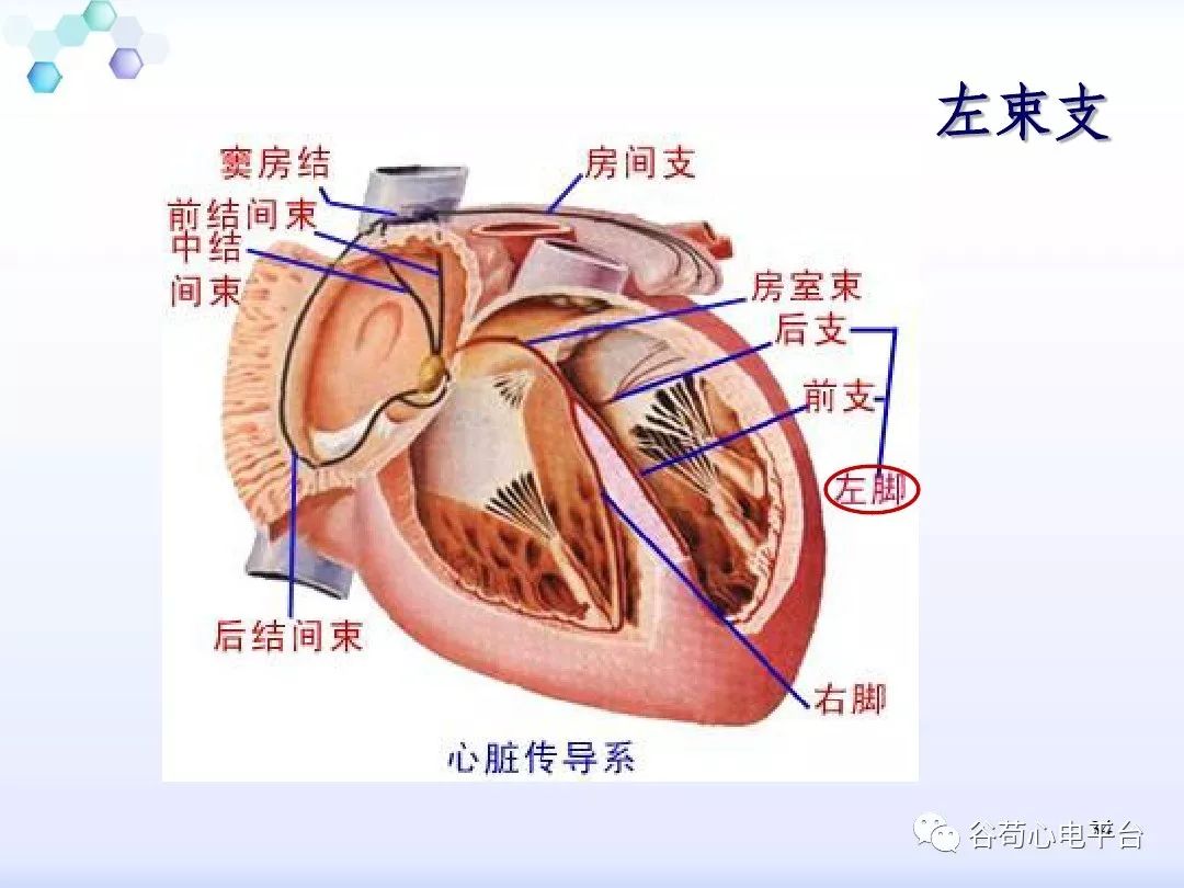 精美图文！心脏的解剖结构及传导系统