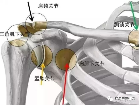【诊疗基础】肩锁关节脱位的相关解剖、生物力学分析及分型