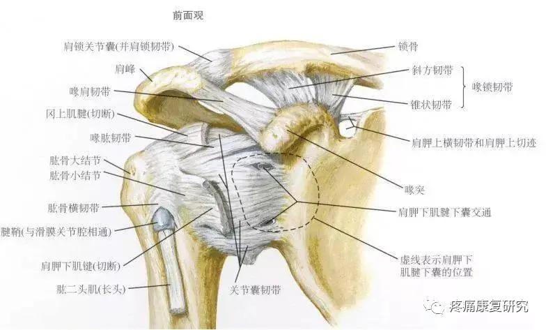 【诊疗基础】肩锁关节脱位的相关解剖、生物力学分析及分型