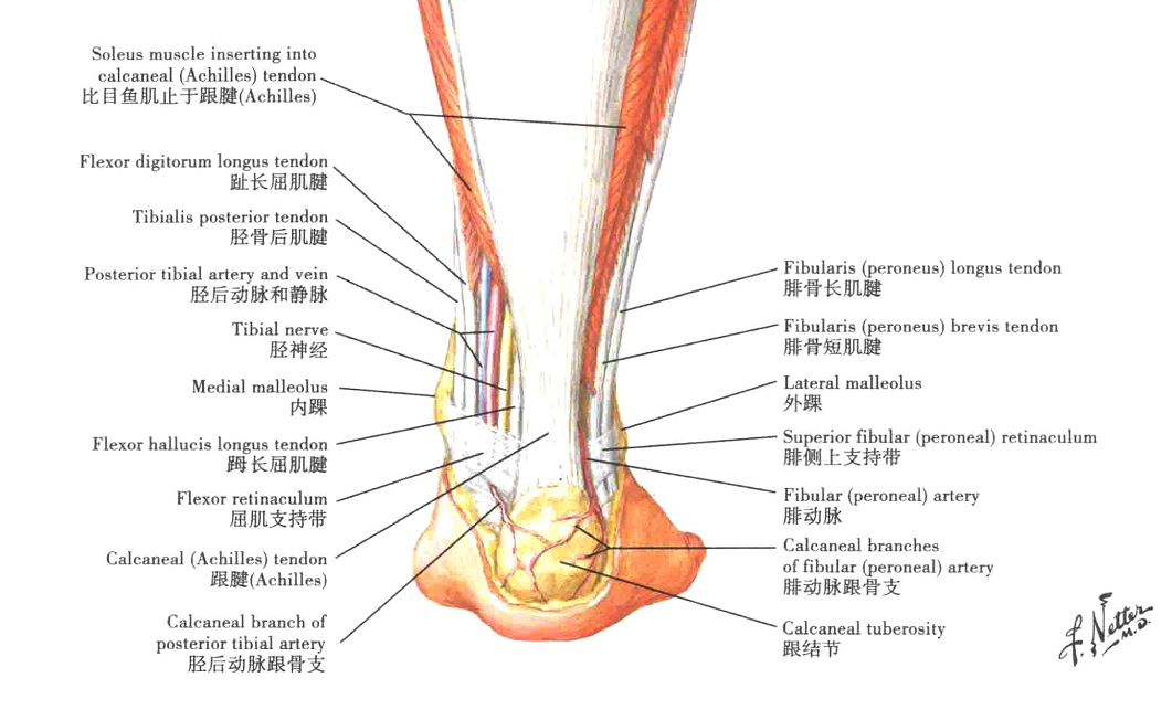 跟腱挛缩的诊治