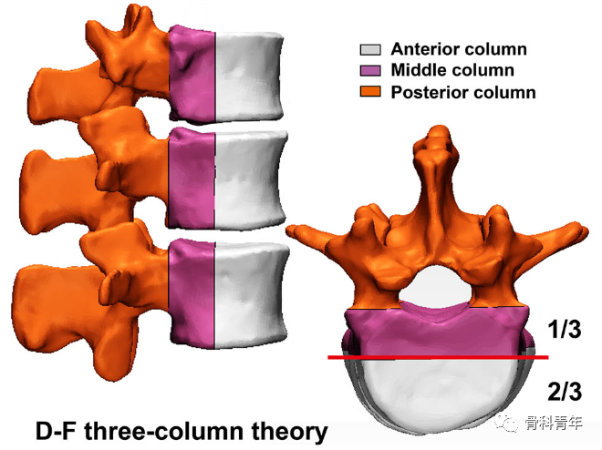 【骨科基础】介绍骨关节相关的7种“三柱理论”