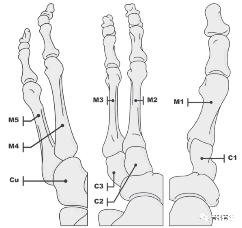【骨科基础】介绍骨关节相关的7种“三柱理论”