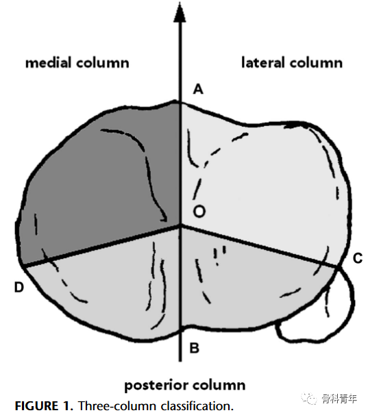 【骨科基础】介绍骨关节相关的7种“三柱理论”