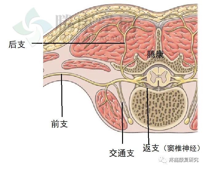 窦椎神经导致腰痛的相关解剖、机制、症状、诊断和治疗