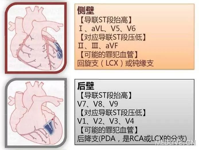 图解心血管系统知识点，绝对让你看过瘾！