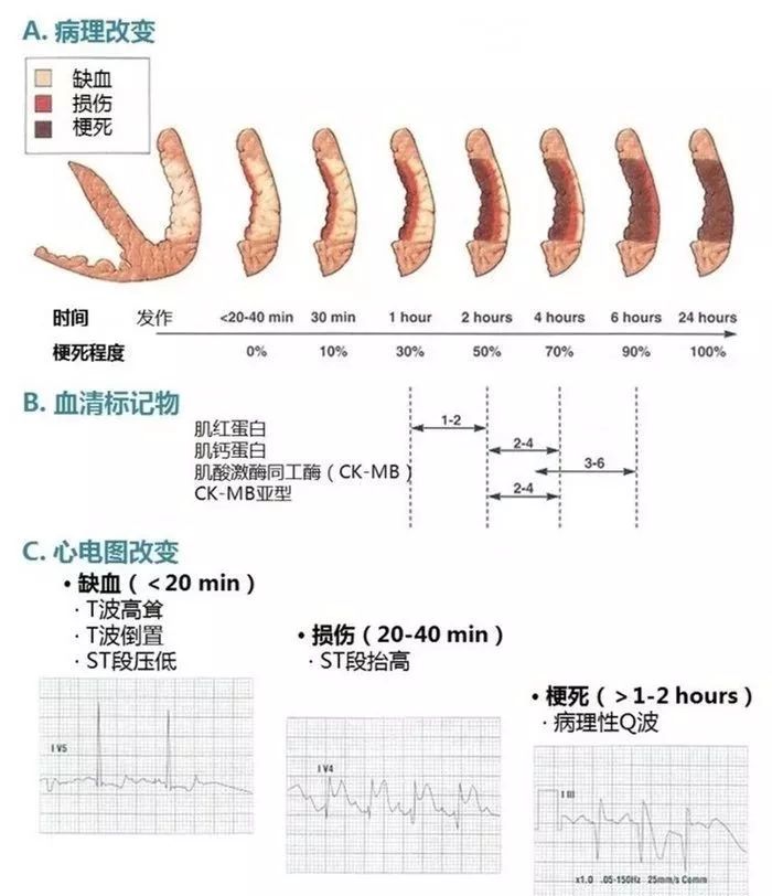 图解心血管系统知识点，绝对让你看过瘾！