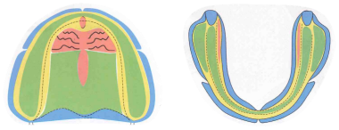 全口义齿无牙颌解剖标志和功能分区详解