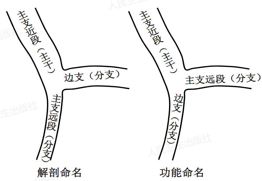 冠脉分叉病变的介入治疗策略