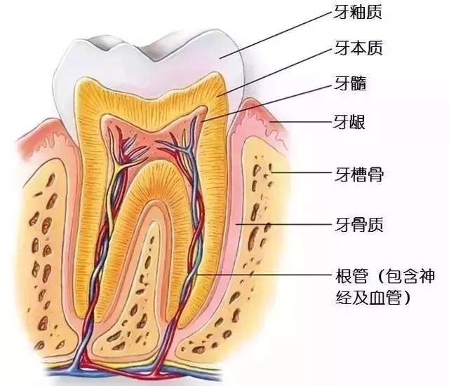 一组动图让你看懂根管治疗！