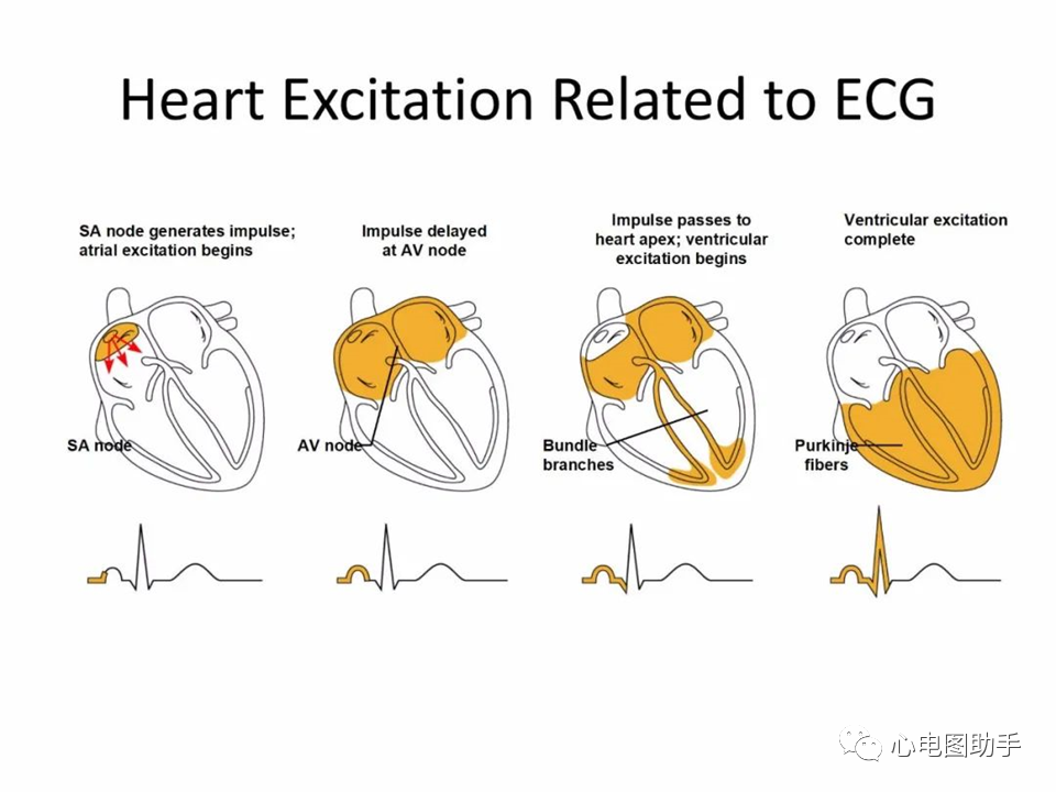 心脏解剖与心电图