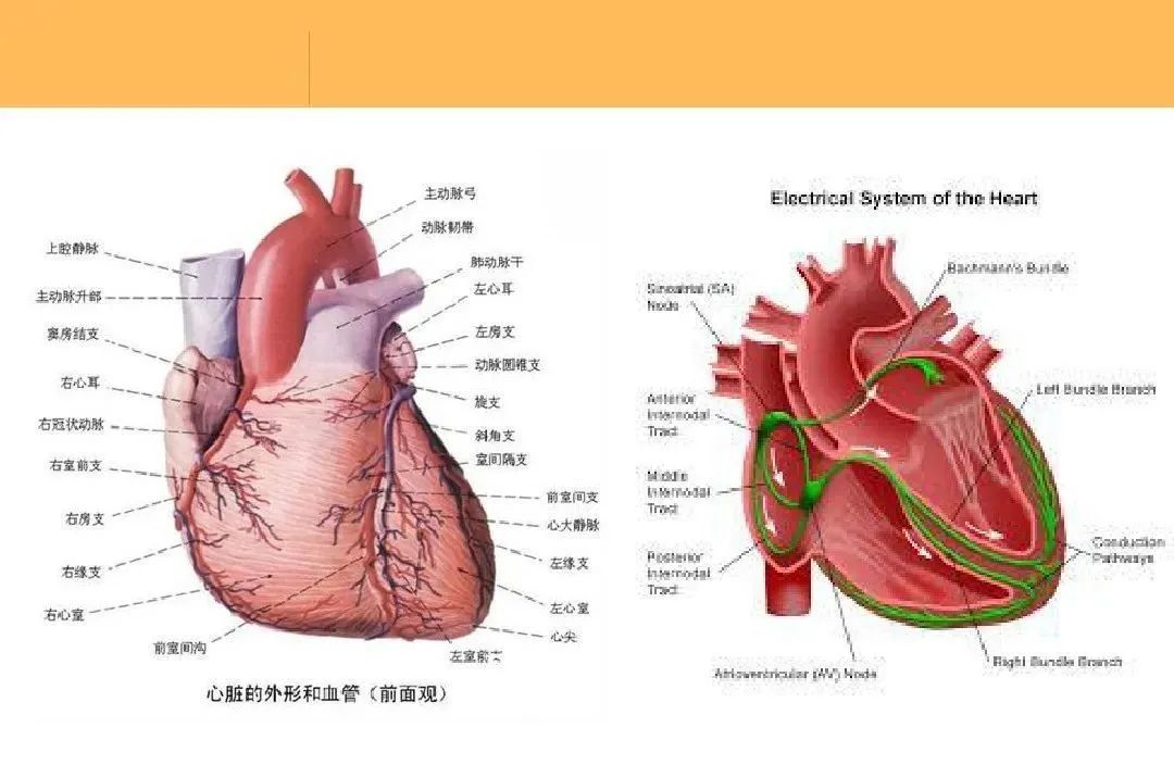 ICU常见恶性心律失常心电图的识别与处理