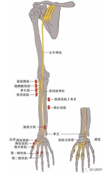 从肘管综合征到肩颈疼痛，他们是怎么联系在一起的？