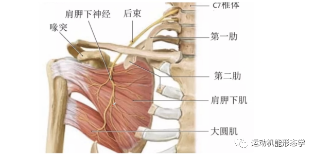 肩胛下肌的形态结构及易损伤机制