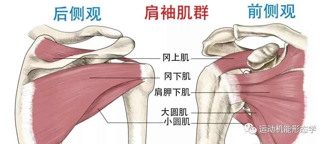 肩胛下肌的形态结构及易损伤机制