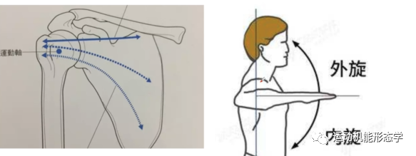 肩胛下肌的形态结构及易损伤机制